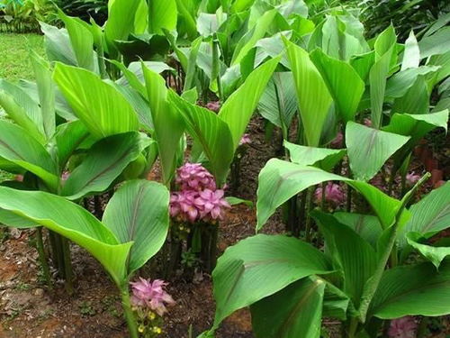 川芎：活血行气的使者