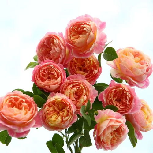 品种介绍：美丽与智慧的结晶