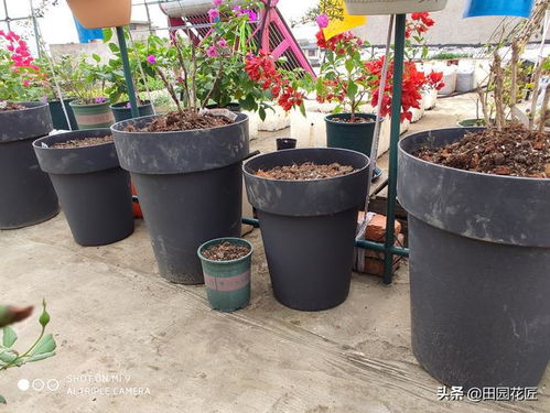 牡丹花种植的最佳时间和方法是什么