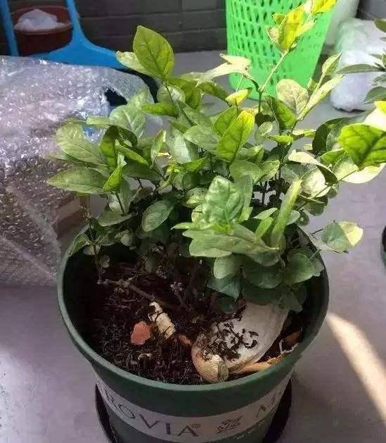 东北花苗，真的冻不死吗？揭秘东北种植真相！