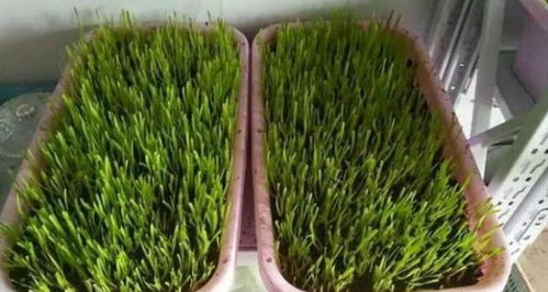 韭菜：呼呼长， 四季吃不停