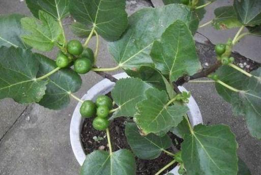 第一步：自制浇灌器， 省心又省力