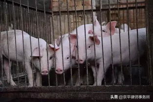 育肥猪发烧了是不是不Neng随便使用退烧药呢？