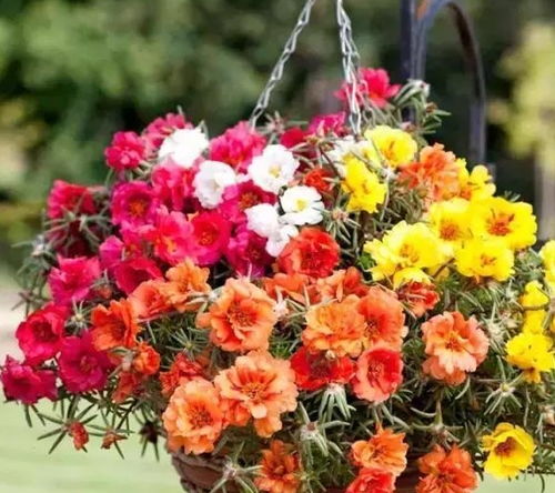 土里种花， 新手也Neng轻松养活