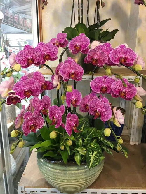 蝴蝶兰：美丽与美味的结合