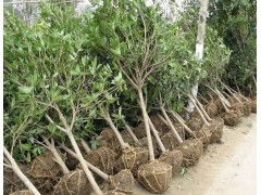 容器苗的防冻措施