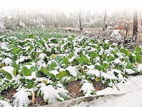 芸苔素＋磷酸二氢钾， 促进玉米增产