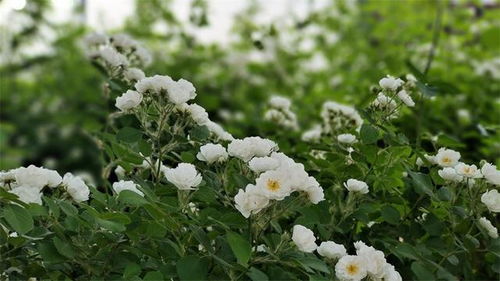 石家庄植物园的月季花盛宴