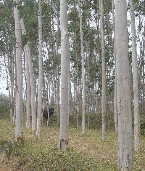旱垂柳：河边的好风景