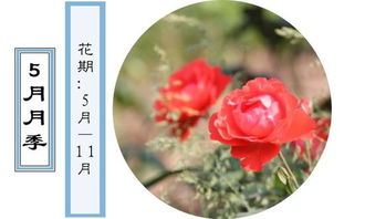 滨江月季园， 漫步花海如诗如画