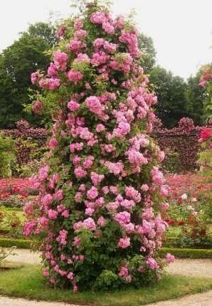 广东地区藤本月季种植指南