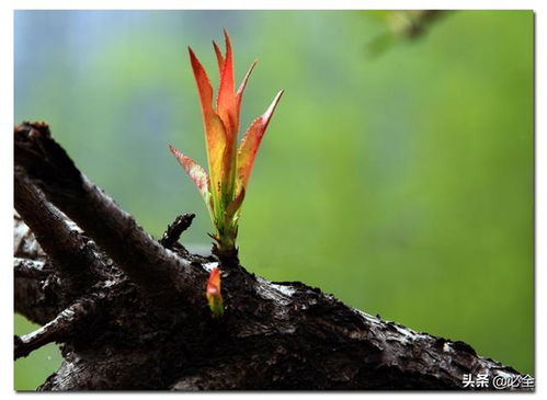淮山在哪个季节种植最为适宜？