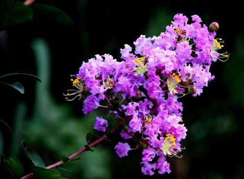 紫薇花“为什么”没有花？