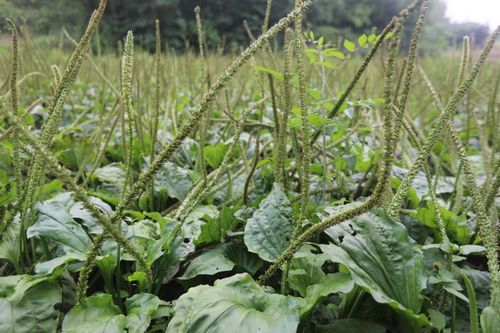 广西的桂车前草：荒坡上的致富黄金