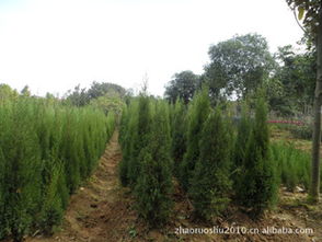 市场上的价格，究竟是怎么样的？