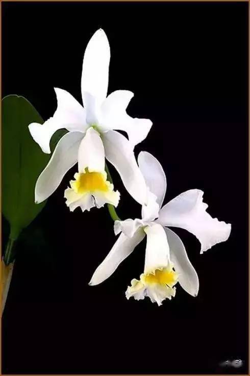 绍兴兰花的花语“向生命之美致敬”是如何体现其文化传承的