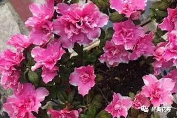 适合北方嫁接的杜鹃品种