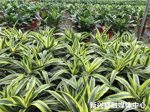 龙须菜产地揭秘：探秘花卉天堂