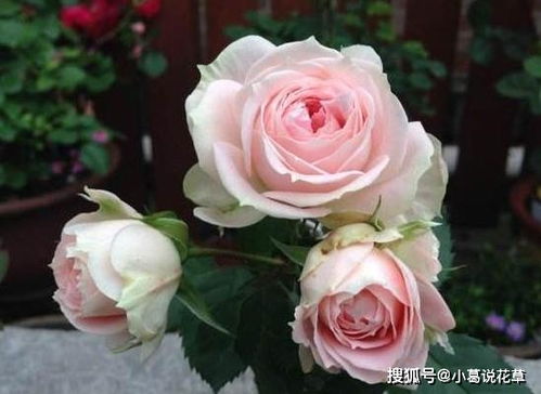 月季花：曾经的王者，如今为何没落？