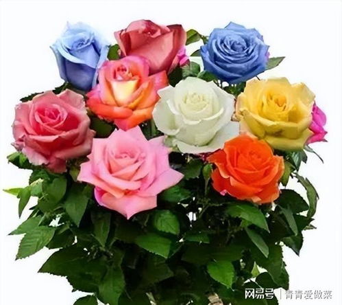 彩色玫瑰的品种介绍