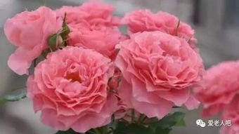 印象派月季：大型藤本月季，长势强健