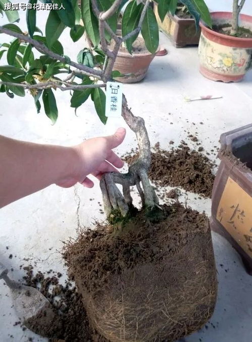 换盆技巧，新手也嫩轻松掌握