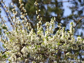 冬天的奇迹：真的有植物在冬天开花后来啊吗？
