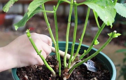 极端环境：植物死亡的杀手