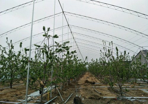邯郸大棚种植， 花多收益高
