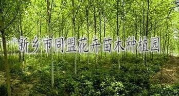 中药花草树木在绿化中的应用