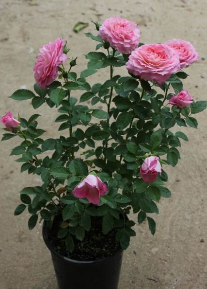 通风透光，剪枝先得kan这俩字