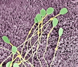 耐阴品种大揭秘