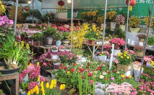 下次逛承德花市别急着扫码付款，先到卸货区转转