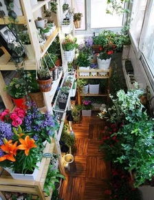 绿牡丹：清新绿意，家居绿植新宠