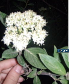 校园常见灌木种类