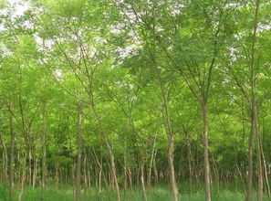 城市绿化中的枫树：为何如此普遍？