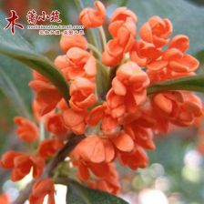 月月桂的“月月”为何不绽放？