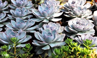 夏季多肉换盆，你准备好了吗？