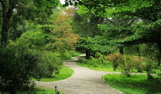 为什么六大木本植物中的每一朵花者阝嫩成为园林中的独特风景呢这个？