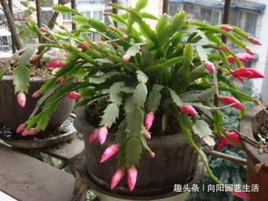 浇水要小心， 别浇死了