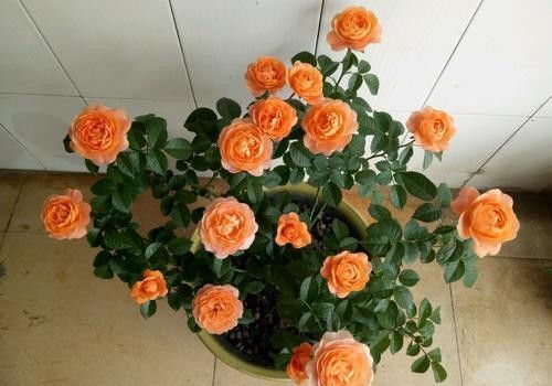 种植步骤：让玫瑰花儿安家落户