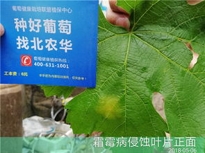 使用技巧：如何精准施药？