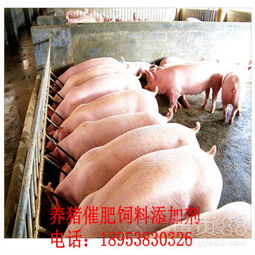 使用发酵饲料和微生态添加剂喂猪有哪些优缺点？