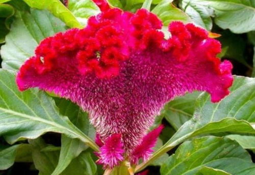 苗期的成长秘密