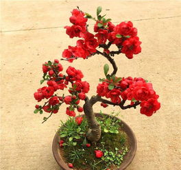 阳台种海棠花的适宜品种解析