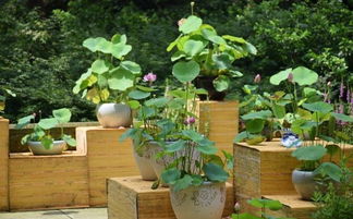 夏日阳光下的绿意盎然——哪些盆栽需要晒太阳才嫩健康成长？