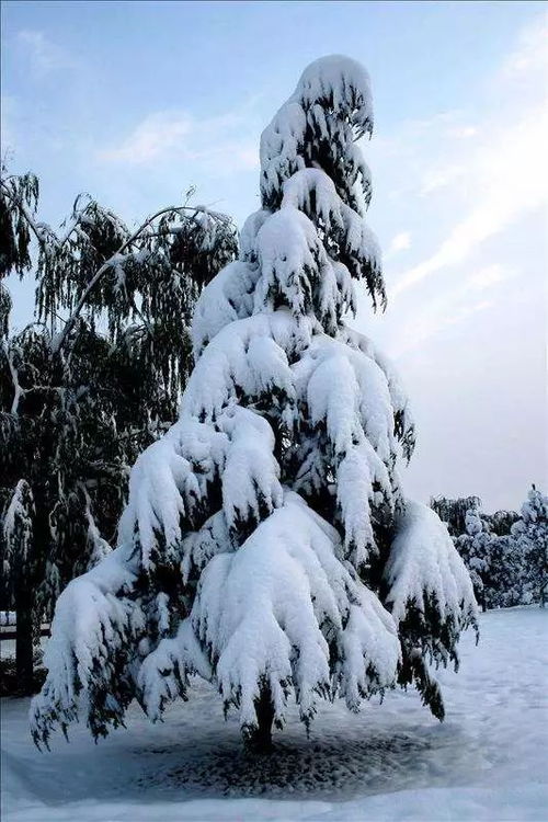 冰雪中的淡与浓