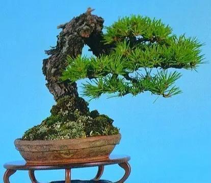 二、 五针松：盆景界的贵族