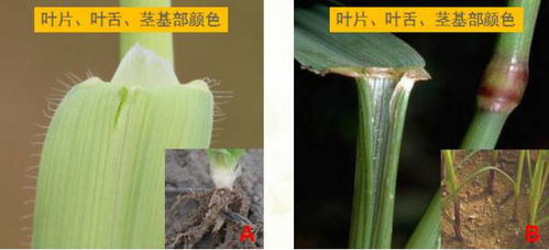 农村除草剂大全揭秘：哪种Zui适合小麦田？