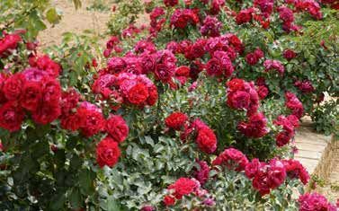 高原花卉种植，耐寒耐旱品种那些事儿